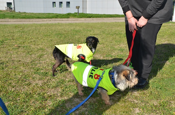 Foto tre cani al 118