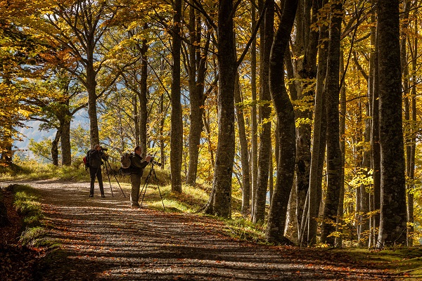 Fotografi naturalisti foliage