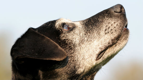 cane