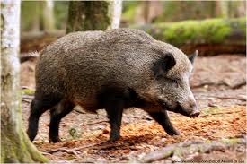 cinghiale