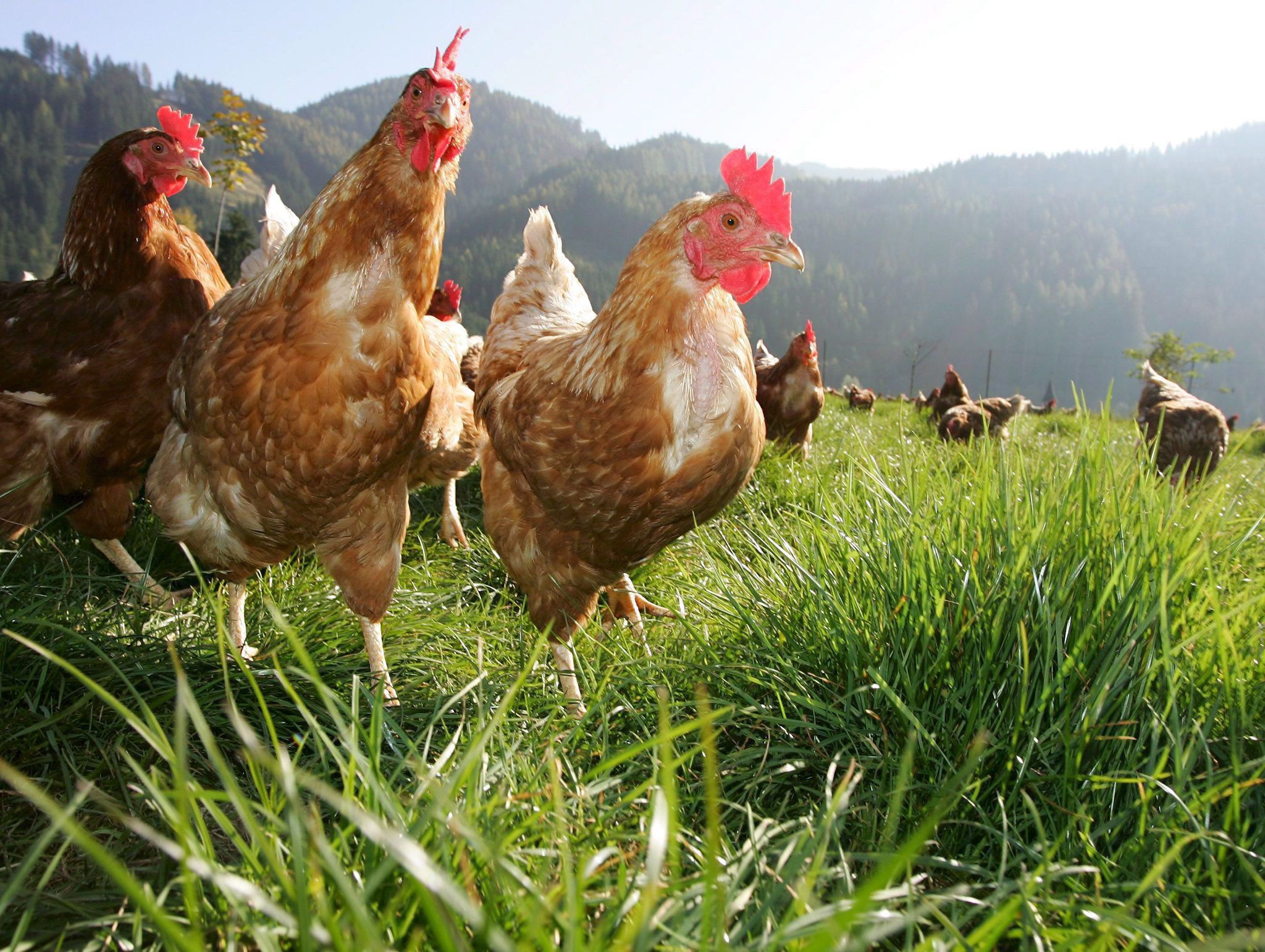 galline
