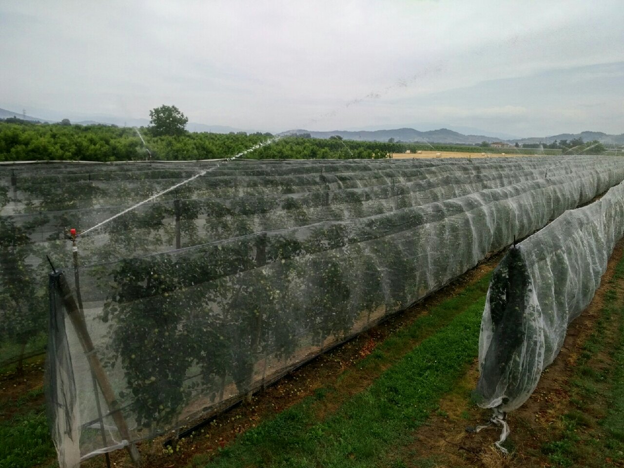 irrigazione