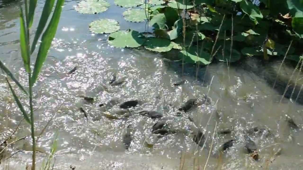 pesce gatto