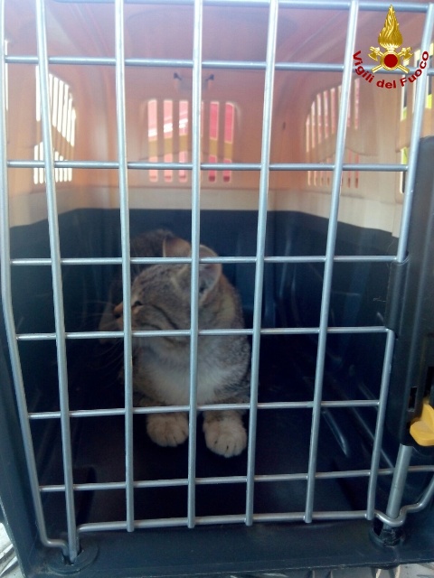 arezzo gatto salvato pescatola 2017 09 22 