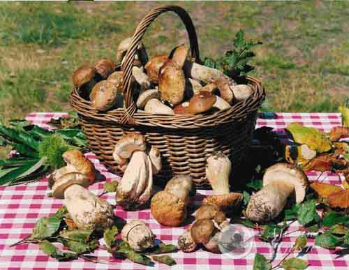 funghi