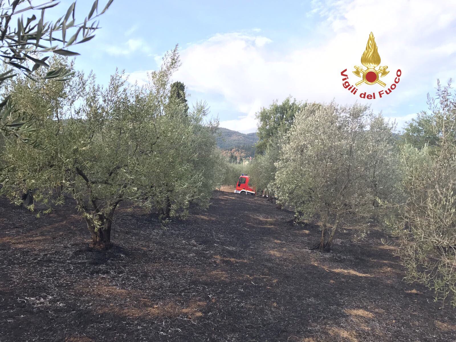 incendio ulivi