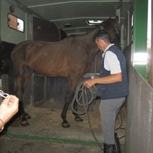sequestro cavalli 300x300