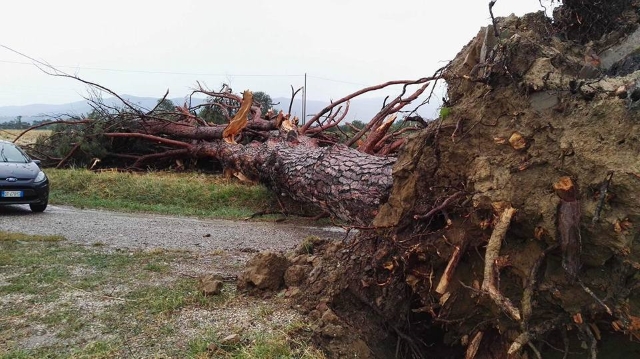 uragano arezzp albero