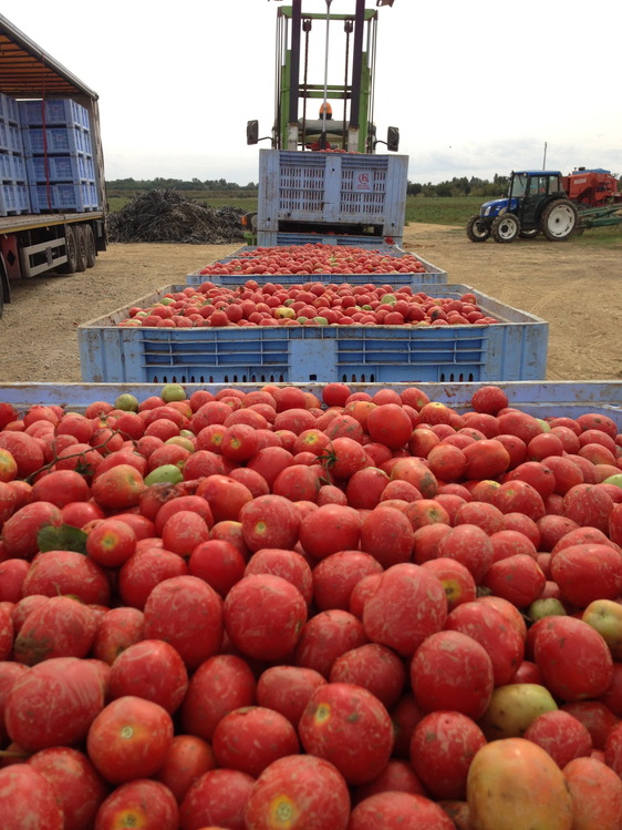 foto coldiretti pomodoro