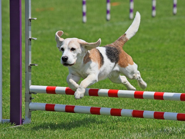 DOG AGILITY FEB 2010
