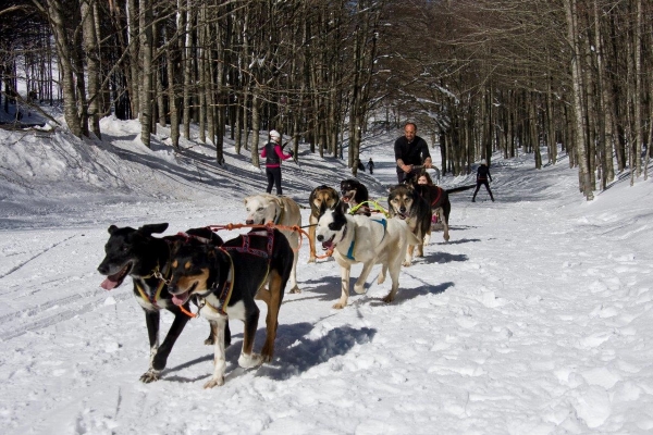 Sleddog Campigna 1