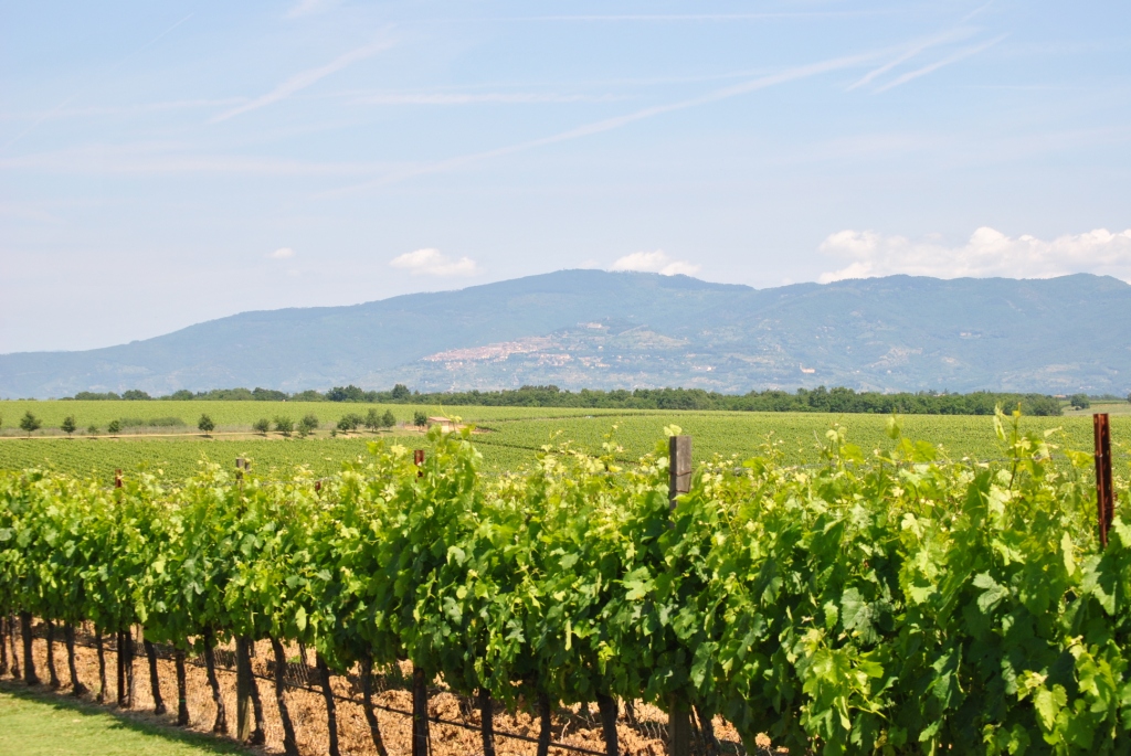 Vigneti