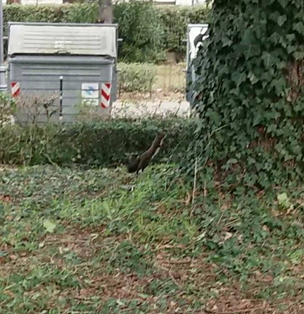 pionta scoiattolo