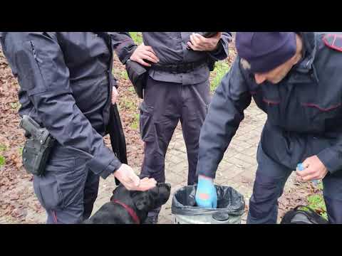 Ancora esche avvelenate in un parco aretino
