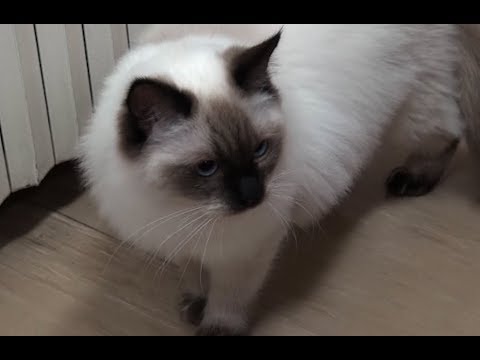 Al San Donato arriva Simba, un gatto ragdoll per la Pet Therapy
