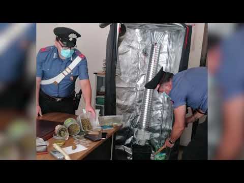 Serra artigianale di marijuana in casa e oltre 300 grammi di hashish: arrestato