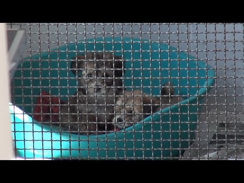 Cuccioli stipati nel vano bagagli: denunciata per traffico illecito di animali e maltrattamenti
