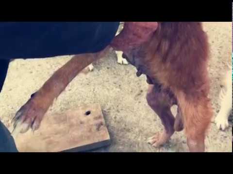 Castelfranco Piandiscò(Ar). Vive con sei cani con la rogna: denunciato un 70enne