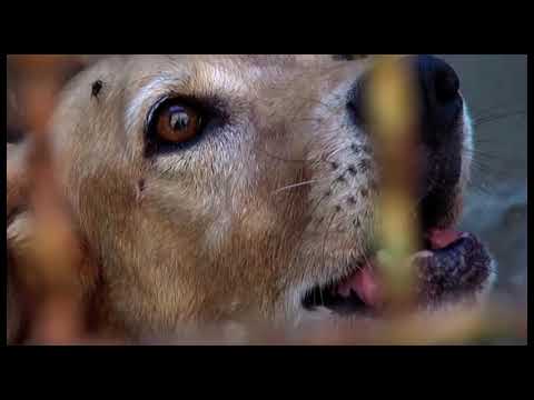 Lyssavirus. L'Istituto Zooprofilattico: 
