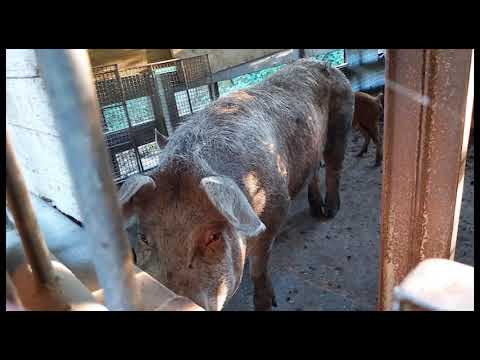Cavriglia(Ar). Maialini scomparsi, l'appello dei volontari: 