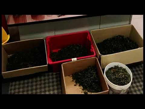 Castiglion Fiorentino(Ar). Serra di cannabis in casa: sequestrati 4 kg e arrestato un 30enne