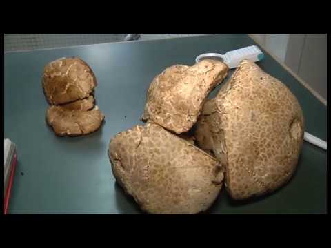 Funghi, stagione anticipata: sei casi di intossicazione a Sansepolcro