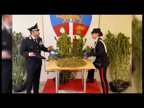 Coltivava marijuana nell'orto, in casa 10 chili di stupefacente: arrestato 40enne