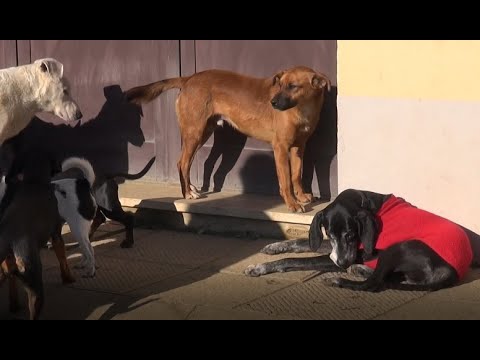 A Monte San Savino nasce la 