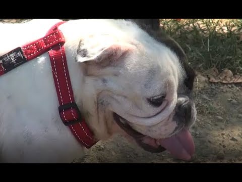 Arezzo, storia a lieto fine per tre bulldog maltrattati e abbandonati