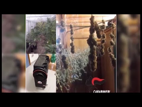 Innaffiava la piante di marijuana per Walter De Benedetto: giudice concede la messa alla prova