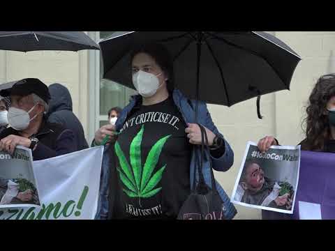 Cannabis terapeutica, le motivazioni dell'assoluzione di Walter De Benedetto
