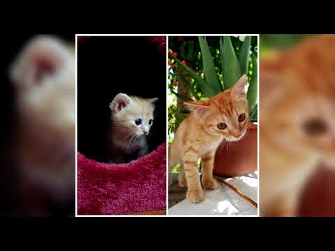 Gattina uccisa a colpi di fucile, identificato e denunciato il responsabile