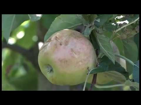 Maltempo: in Valdichiana perso il 100% dei raccolti. Confagricoltura: 