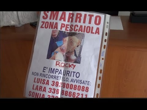 Rocky arrivato da Agrigento per una adozione e scappato, l'appello dei volontari