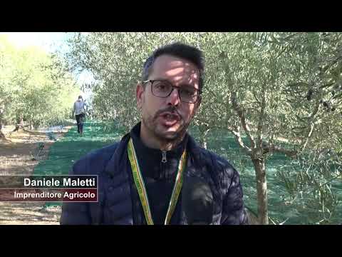 Coldiretti: Annata da dimenticare per la raccolta delle olive