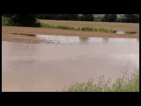 Maltempo, allagamenti in Valdichiana: aziende agricole in ginocchio