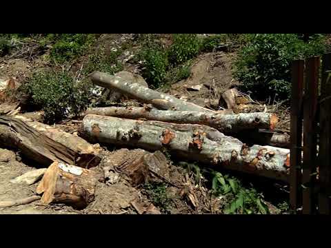 Chiusi della Verna, al via la messa in sicurezza della Foresta Sacra