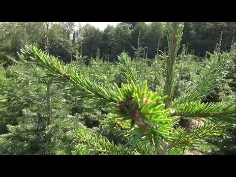 Natale senza 8 milioni di alberi e stelle made in Toscana, l'allarme di Coldiretti