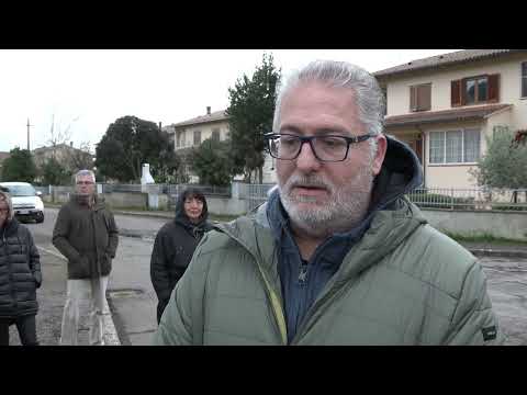 Pecore uccise dai lupi a Rigutino, i residenti chiedono l'intervento delle autorità