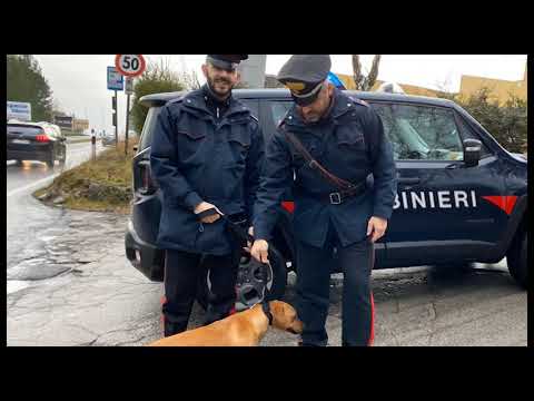Rassina(Ar). Cane smarrito vaga lungo la 71, salvato dai carabinieri