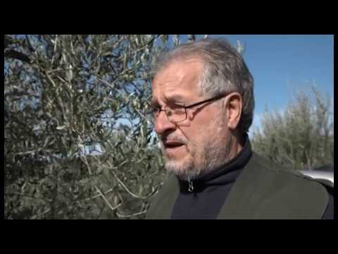 Campagna olearia 2019, ancora disastro mosca: ad Arezzo -80%