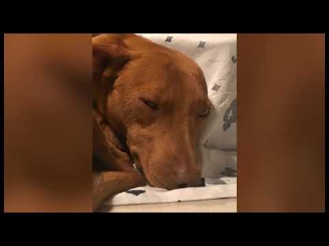 Arriva ad Arezzo per un'adozione ma scappa, Rocky finalmente è stato trovato