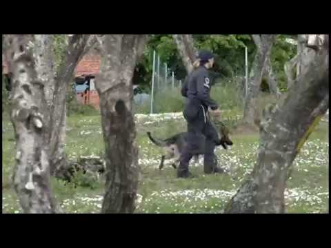 Maxi blitz antidroga al parco del Colle del Pionta, arriva la prima stangata