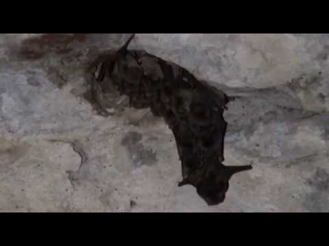 Lyssavirus, al via la sorveglianza delle colonie di pipistrelli