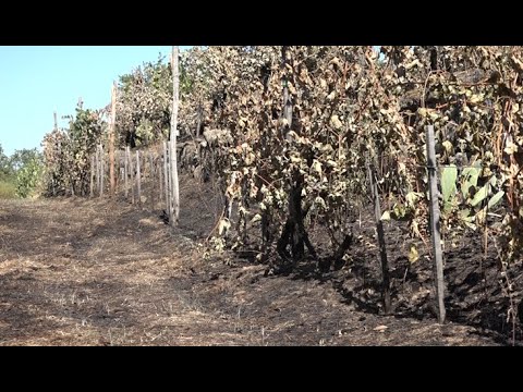 Piromane in azione: a fuoco parte del vigneto storico monumentale “Vigna delle Sanzioni”