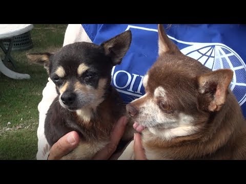 Arezzo, cinquanta cani stipati in casa: salvati dalle Guardie Oipa