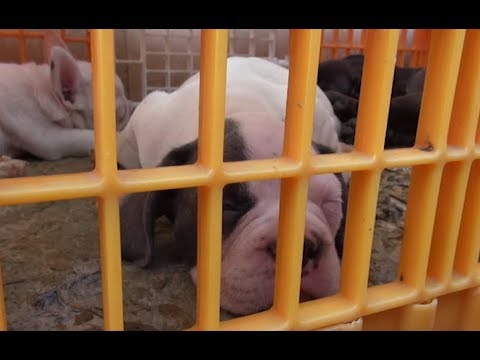 Dalla Slovenia con 53 cuccioli stipati in gabbie: salvati dalla Polstrada. Denunciato un uomo