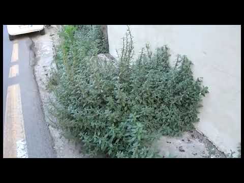 Ponte Buriano, troppa vegetazione incolta