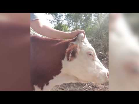Arezzo. Chiude allevamento “etico”: corsa contro il tempo per salvare 500 animali