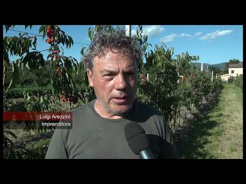 Piogge a maggio, ecco i danni alle produzioni di ciliegie in Valdichiana 